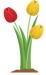 tulips
