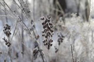 frosted flower