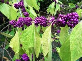 Berries