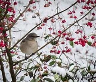 Witner Bird