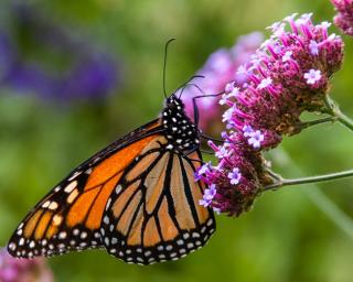 Monarch Butterfly