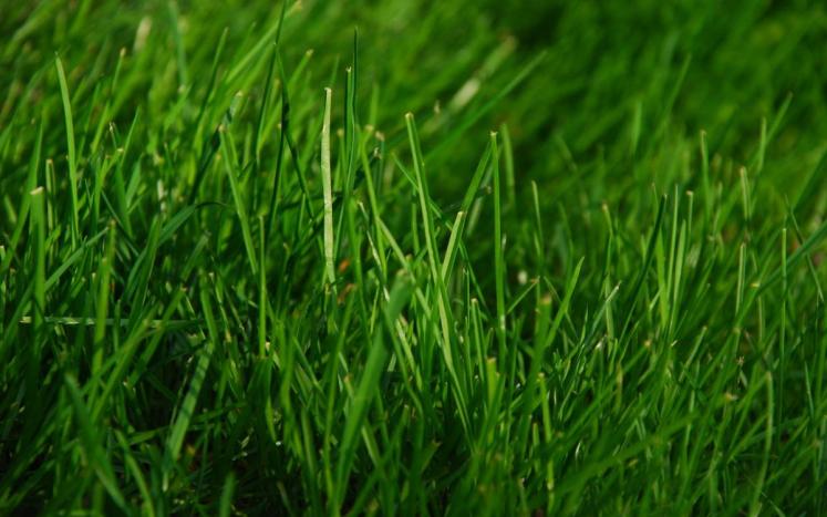 grass